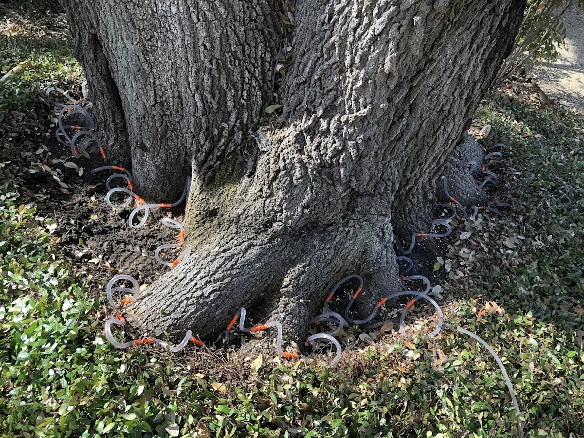 Detailed Tree Cabling and Bracing job site in New Windsor