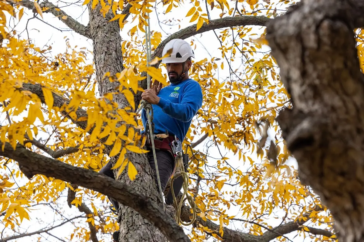 Skilled Tree Planing crew working in New Windsor